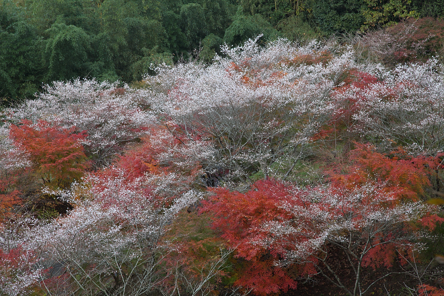 紅葉と四季桜 No.01