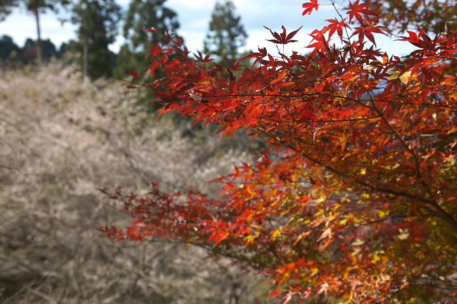 紅葉と四季桜 No.02