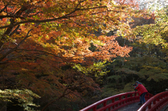 紅葉とカメラマン