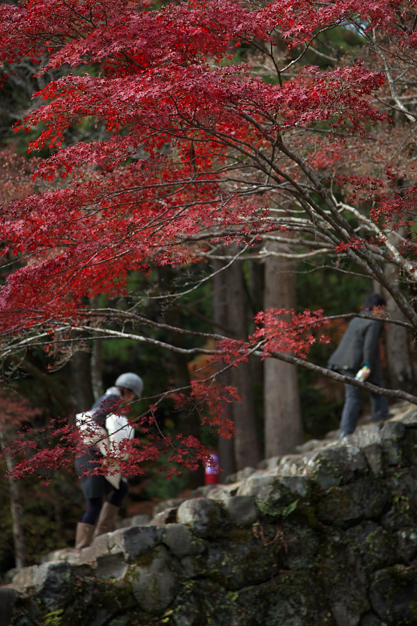 紅葉の山