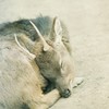 slee･･･p