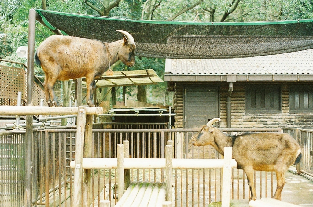 上からヤギ