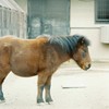 やさしい瞳