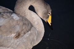 それでも白鳥ですか？