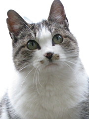 ノラ猫のシロちゃん