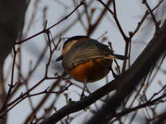 ヤマガラ