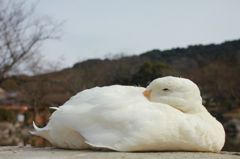 おやすみアヒル