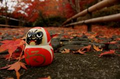 紅葉×だるま