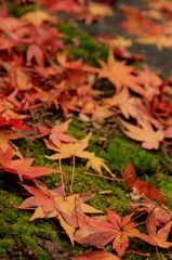 紅葉×苔