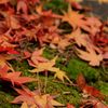 紅葉×苔