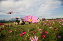 秋桜