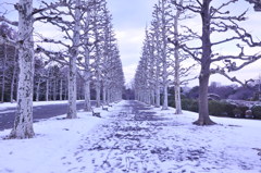 真冬の並木道