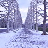 真冬の並木道