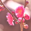 遅咲きの春