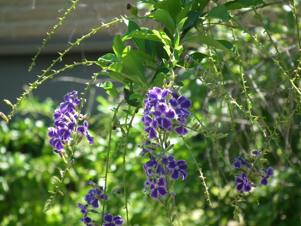 これも名前のわからないお花