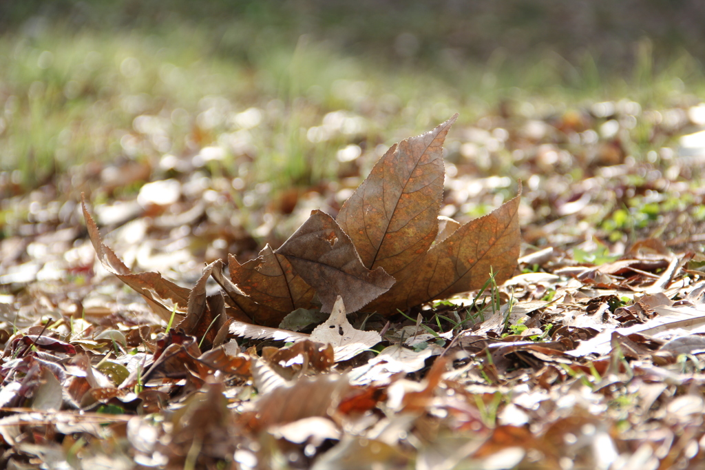 落ち葉