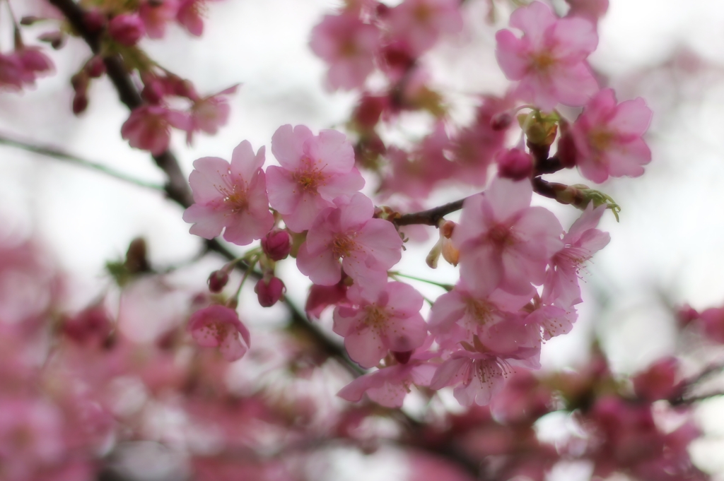 河津桜