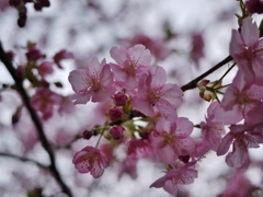 河津桜　ＧＦ１で撮影したよ♪