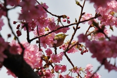 メジロと河津桜