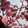 メジロと河津桜