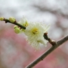 しだれ梅（白）