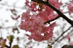 河津桜