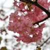 河津桜