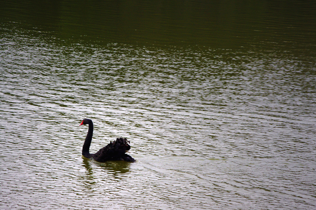 IMGP4926a
