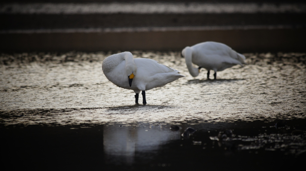 白鳥の首休め