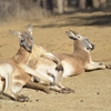 カンガルー