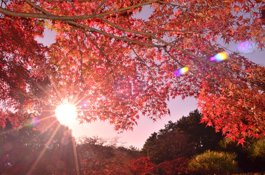 紅く燃える太陽