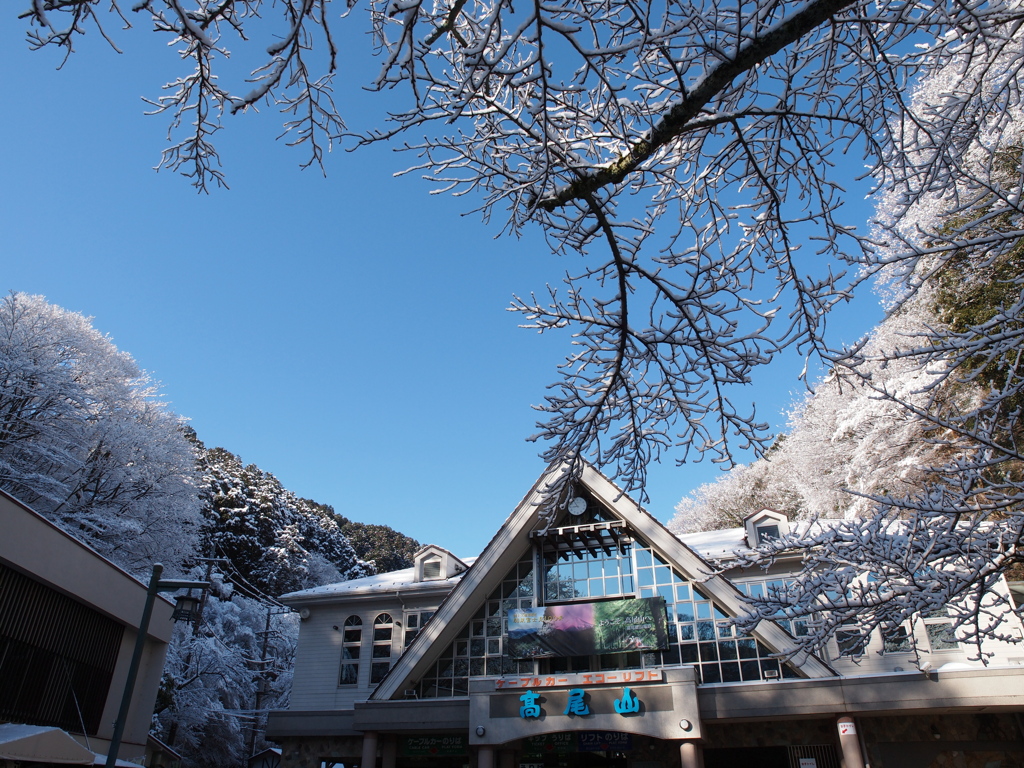 高尾駅、満開・・
