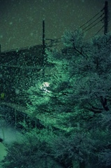 冬夜桜（さくら）