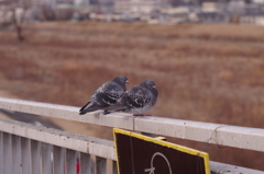 カップル