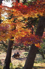 紅葉日和