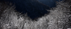 雪枝