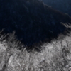 雪枝