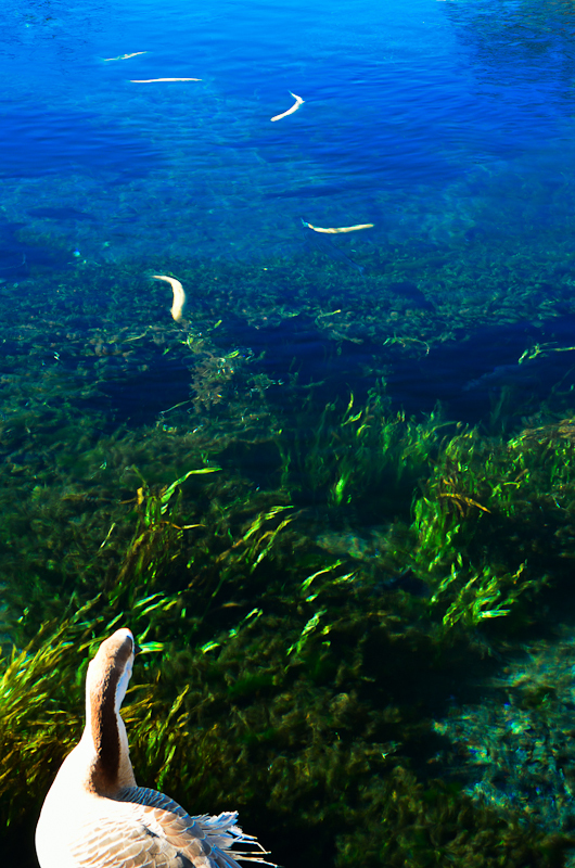 忍野八海１