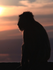 猿の夕日　in TanaLot