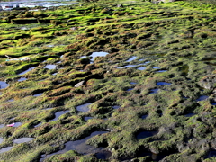 TanaLot海岸