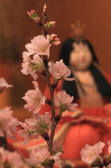 桜とお雛様