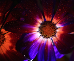 花の灯火