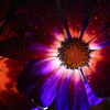 花の灯火