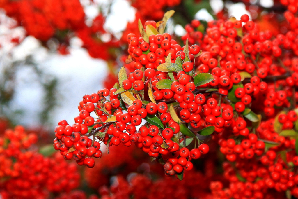 炎の ピラカンサの実