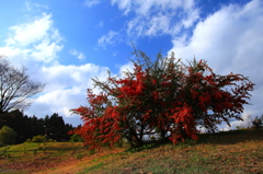 大きい 炎の ピラカンサ