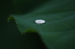 raindrop 2