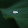 raindrop 2