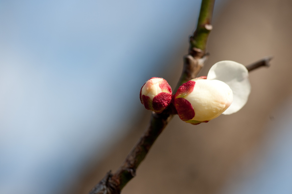 Plum walk 3