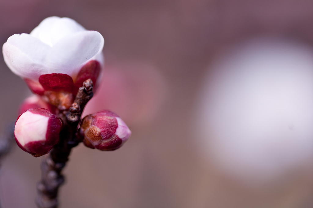 plum walk 6