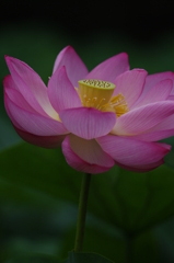 lotus 3